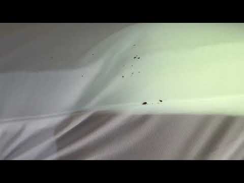 Whole Room Taken Over by Bed Bugs in Bayville, NJ