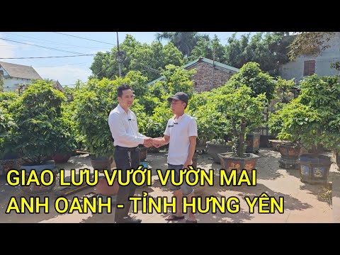🔴 QBS23477 - MAI VÀNG MIỀN BẮC 123 THĂM VÀ GIAO LƯU VỚI VƯỜN MAI ANH OANH TỈNH HƯNG YÊN | MAI VÀNG