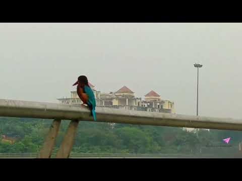 Birdwatching at Gomti Riverfront Lucknow | Urban Nature