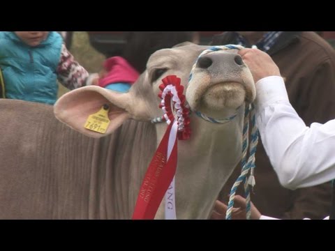 Braun- und Grauviehausstellung – Pettneu am Arlberg 2017