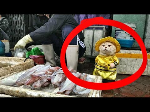 Le Persone Rimangono Scioccate Quando Vedono Questo Venditore al Mercato