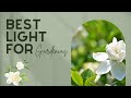 Gardenia Light: The Best Conditions for Perfect Blooms