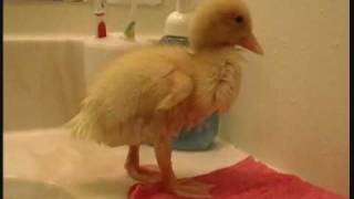 preview picture of video 'Pekin duckling takes a bath.wmv'