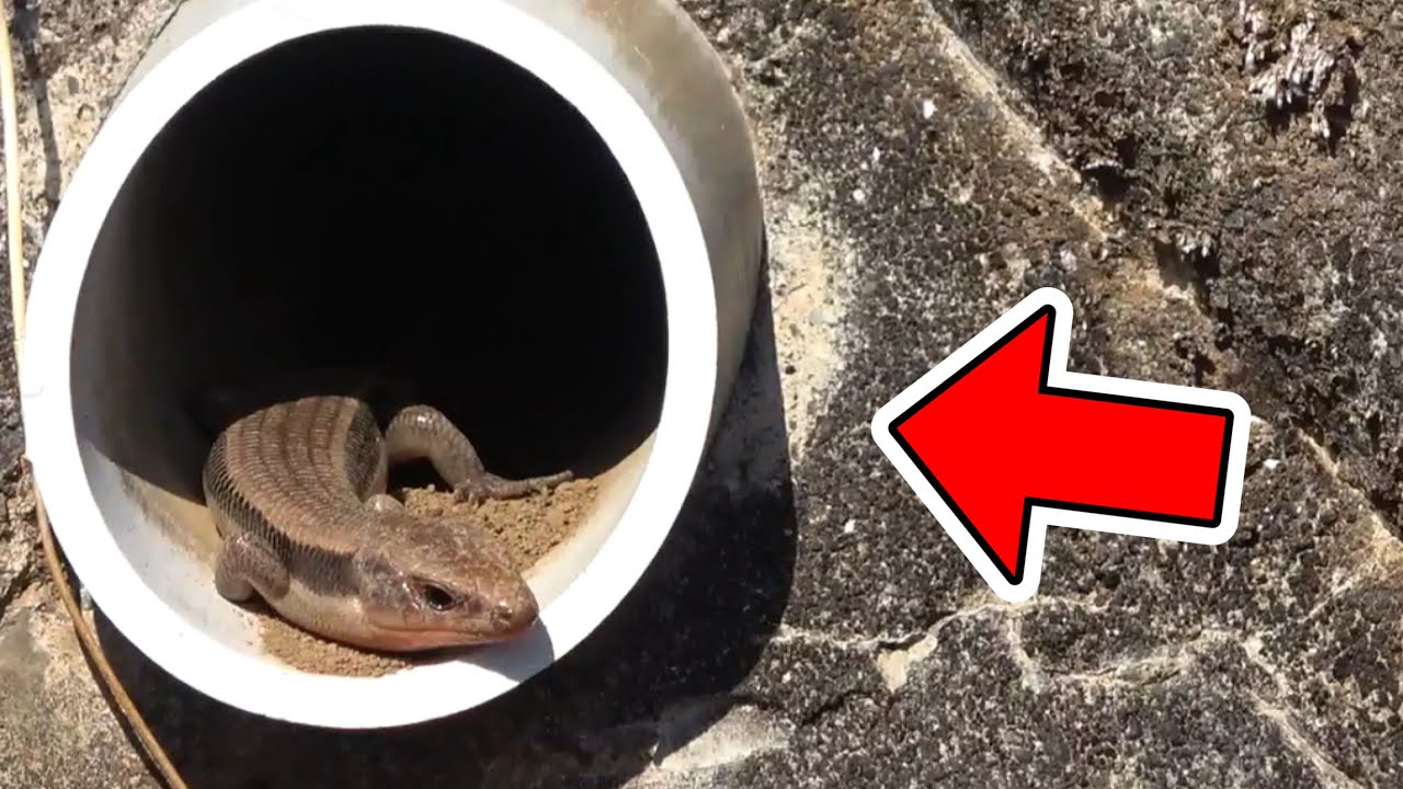 春の山で排水パイプに入ったヘビやトカゲを探してると珍しい生き物が入ってました！