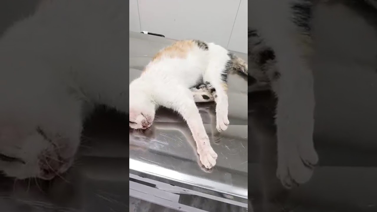 Fadik video