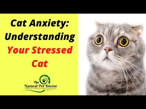 Cat Anxiety - Understanding Your Stressed Cat