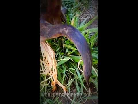 Bizarre Puppy Poops Out Worms!!!!!! (Nasty)