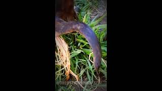 Bizarre Puppy Poops Out Worms!!!!!! (Nasty)