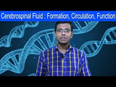 Cerebrospinal fluid | Formation, Circulation, Absorption, Function | Square DOC