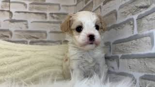 ハーフ犬の動画01