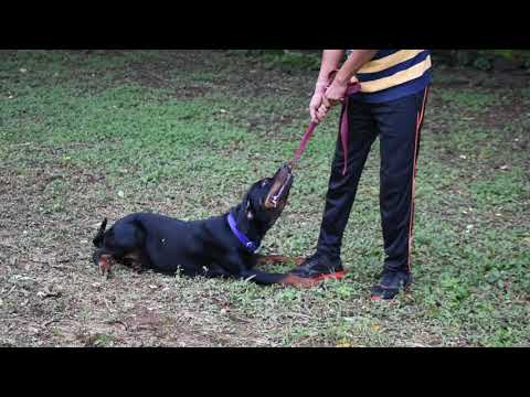 A Beautiful Rotweiler Dog Playing with Owner.