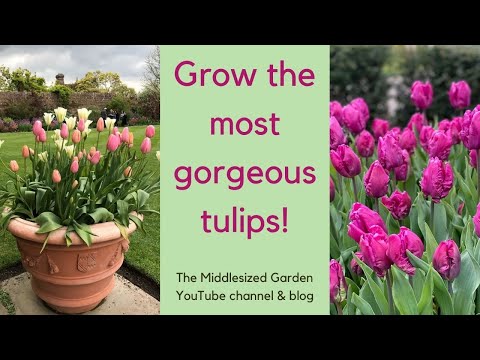 How to choose, plant and grow tulips