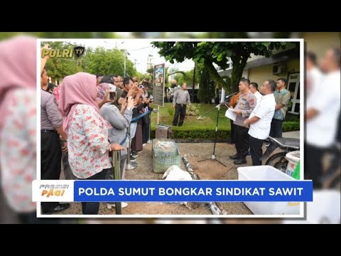 POLDA SUMUT BONGKAR SINDIKAT SAWIT DI LAHAN PTPN IV