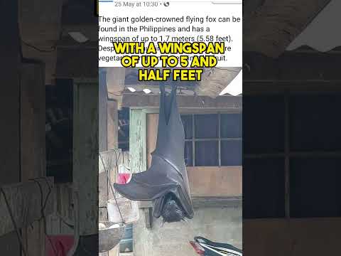 Real or Fake? Giant Bat in the Philippines Confirmed