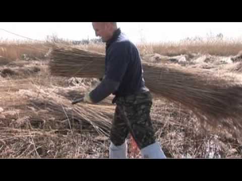 Reed and sedge cutting in the Broads