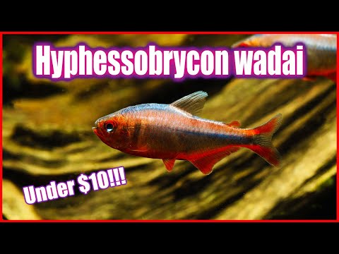 Breathtaking Beauty on a Budget: Hyphessobrycon wadai - The Ultimate $10 Tetra!