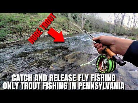 CATCH AND RELEASE FLY FISHING ONLY TROUT FISHING IN PENNSYLVANIA! #troutfishing #trout #troutfish