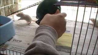 Baby Rats for Audrey