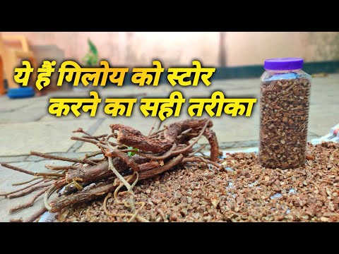 Off white giloy tinospora cordifolia