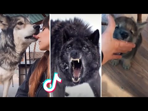 Wolf Side of Tiktok | Funny Wolf Videos