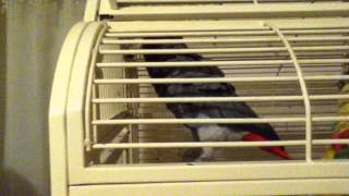 My Parrot dancing to District 3's "Let's reload"