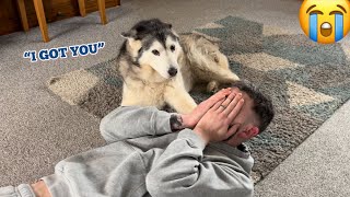 Fake Hurt Prank On All 3 Of Our Huskies!!😮. [BEST REACTIONS EVER!!]