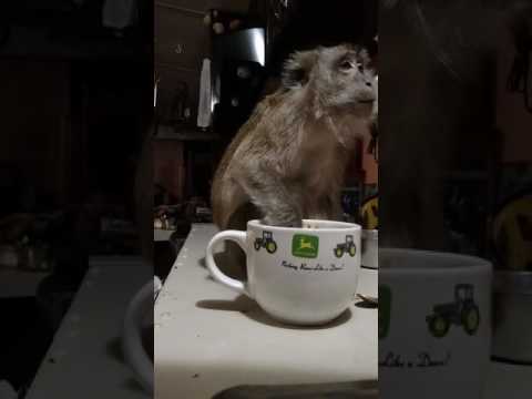 download lagu mp3 mp4 What Is In Monkey Chow, download lagu What Is In Monkey Chow gratis, unduh video klip What Is In Monkey Chow