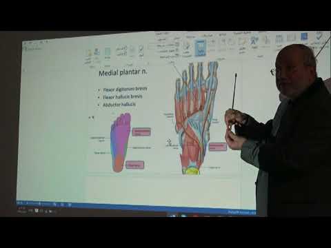 Anatomy of lower limb 40 ( Plantar  arteries ) , by Dr. Wahdan