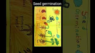 seed germination model#diy #science#project#scrapbook#education#learning#drawingofseedgermination