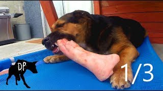 Download lagu Edu vs frozen raw pigs foot | Raw Dog Treat | Part 1 mp3 Download lagu Edu vs frozen raw pigs foot | Raw Dog Treat | Part 1 mp3