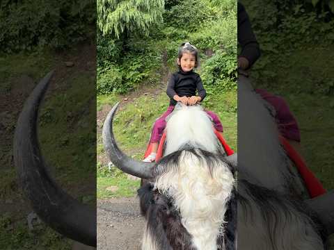 y for yak huhahahahhaha #fun #comedy #treanding #yak #ytshorts #shorts