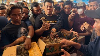 Download lagu UNBOXING BURUNG LOKAL PACITAN !!! SRIGUNTING ABU - SOGON - MANYAR - PRENJAK DLL mp3