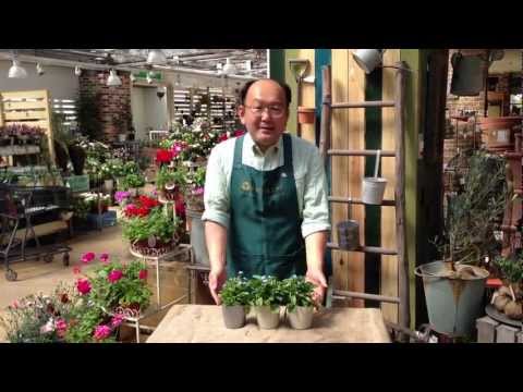 森のワスレナグサ 植物