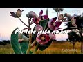 Haareya Mai Dil Haareya Aushaman Arijit Shing Whatsapp Status Mdstatus Arijit Shing Status Song