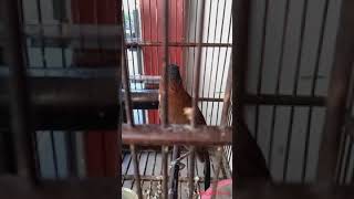 Download lagu Pancingan Cucak kopi mp3 Download lagu Pancingan Cucak kopi mp3