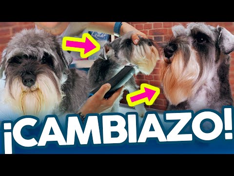 ¿Es CORRECTO RAPAR la CABEZA de un SCHNAUZER?