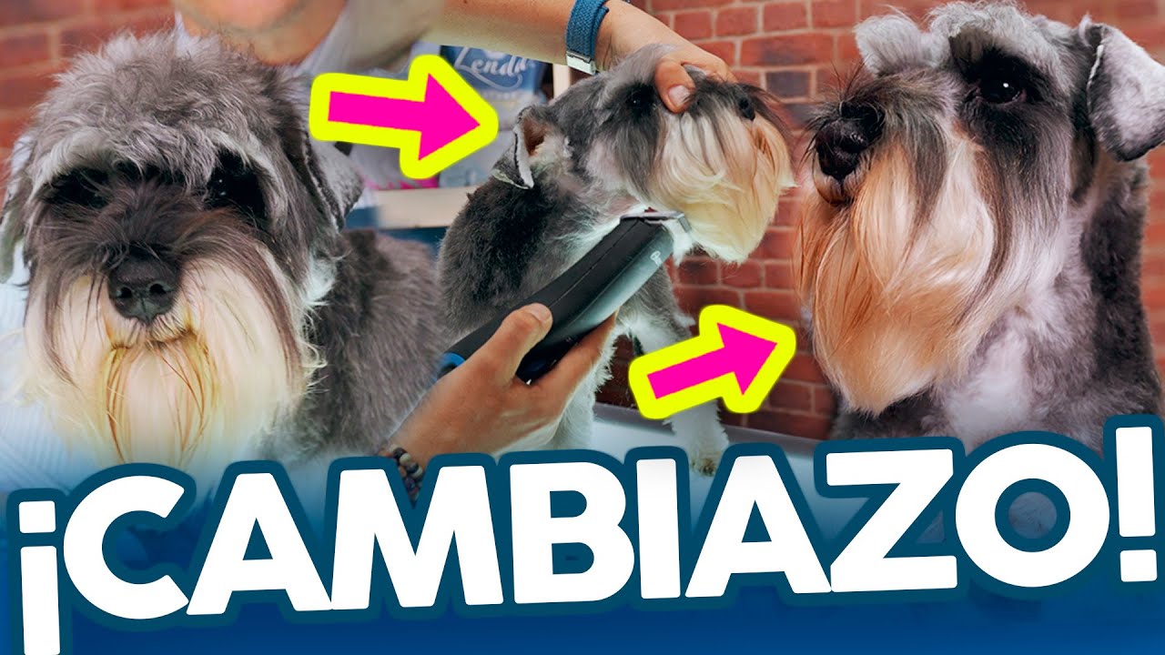 ¿Es CORRECTO RAPAR la CABEZA de un SCHNAUZER?