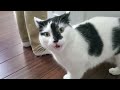Moo Cat Loudly Demands NOM NOM NOM