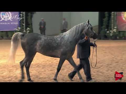 N.245 CM INVINCIBLE - LAS VEGAS 2019 - Arabian World Cup Senior Breeding Stallions (Class 124).mp4