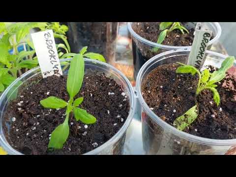 Tomato seedling experiment 🍅 seedling review 🌱