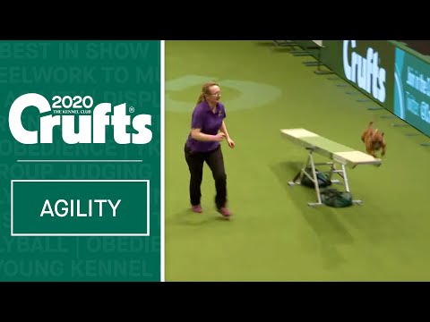 Raketenbetriebener Staffordshire Bullterrier rast über den Agility-Parcours