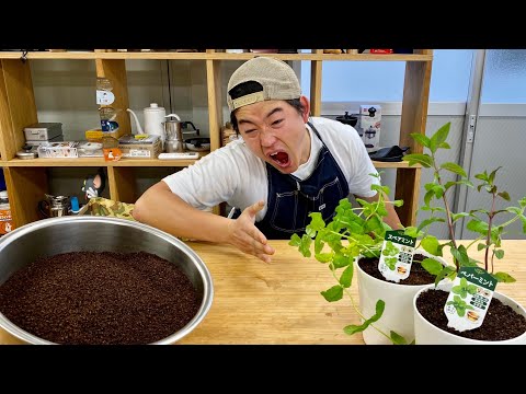 コーヒーかすに耐えられない植物はどれですか?またその理由は何ですか?  庭園