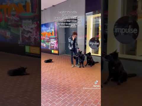 Another Puppy Napper Stopped By My Dogs!