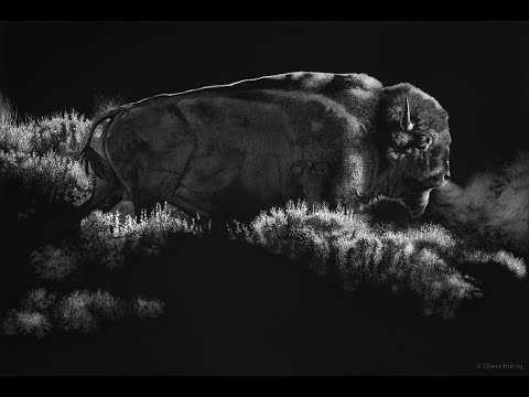 SCRATCHBOARD ART - American Bison (timelapse)