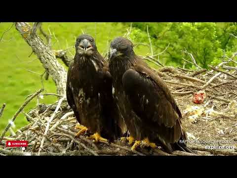 Two of a Kind - Decorah Eagles DNF, Mr North, DN17 & DN18 (5/31)