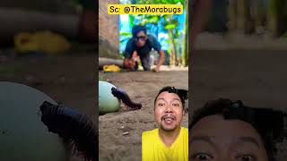Download lagu Nungguin kaki seribu masuk telur ayam!!?? #funny #comedy #shortvideo #satisfying #shortsviral mp3