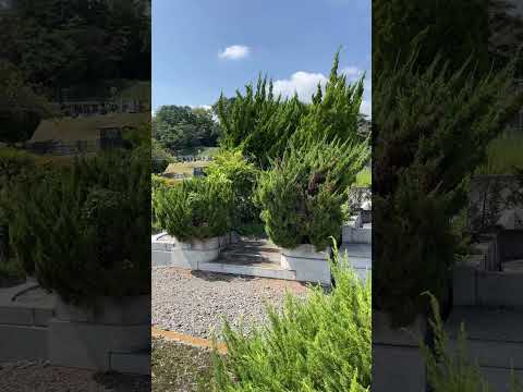 墓地に適した手入れの簡単な植物は何ですか？私たちのトップ5！  庭園