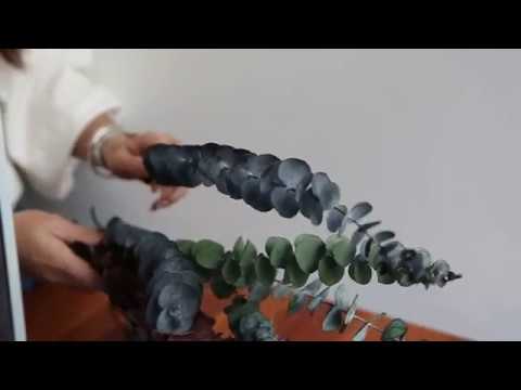 download lagu mp3 mp4 Buy Preserved Leaves, download lagu Buy Preserved Leaves gratis, unduh video klip Buy Preserved Leaves