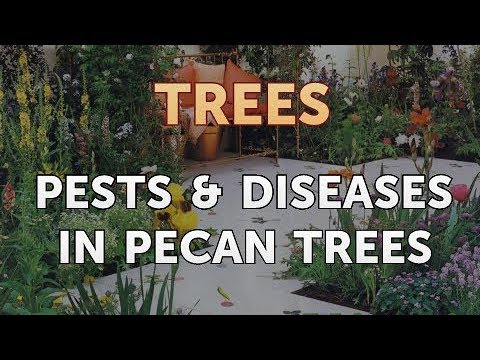 image-How do you treat pecan tree disease?