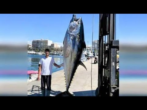 Impresionante Captura😱 de Atún🐟 Gigante de +250Libras🤑 (Tardó +2 Horas para atraparlo💪) @LuiggiC27